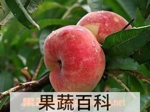 果蔬百科蟠桃