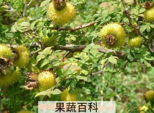  刺梨果图片 刺梨果泡水喝的功效