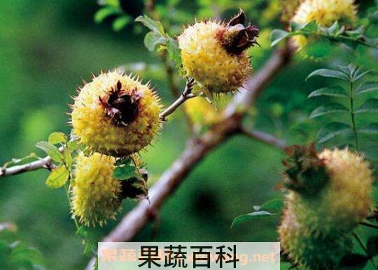 刺梨果图片 刺梨果泡水喝的功效