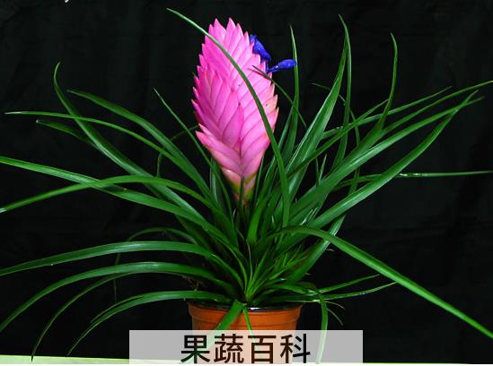 果蔬百科紫花凤梨