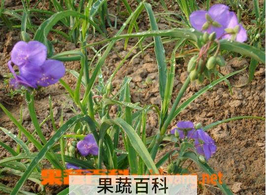 果蔬百科紫露草