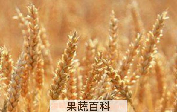 小麦胚芽油的功效与作用 小麦胚芽油什么时候吃
