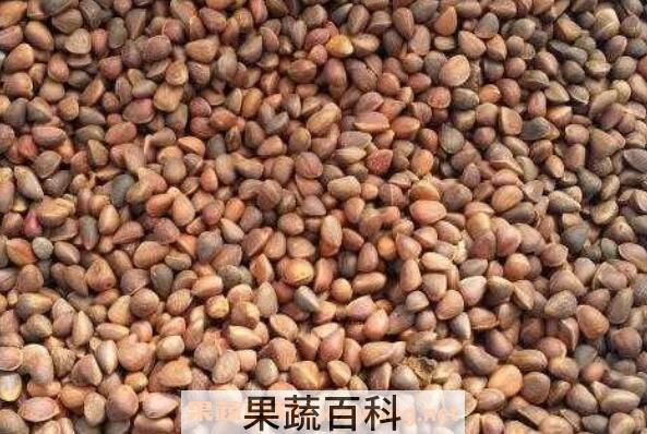 松树籽的作用与功效