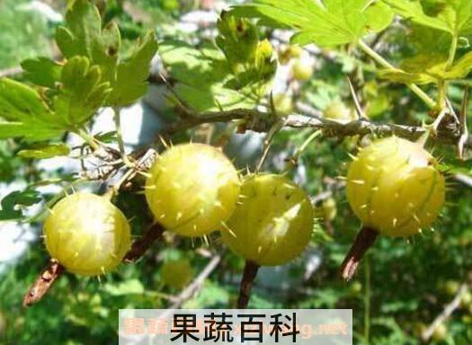 刺梨果怎么吃 刺梨果的吃法技巧