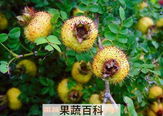 刺梨果怎么吃 刺梨果的吃法技巧