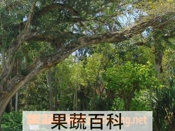 果蔬百科菩提树