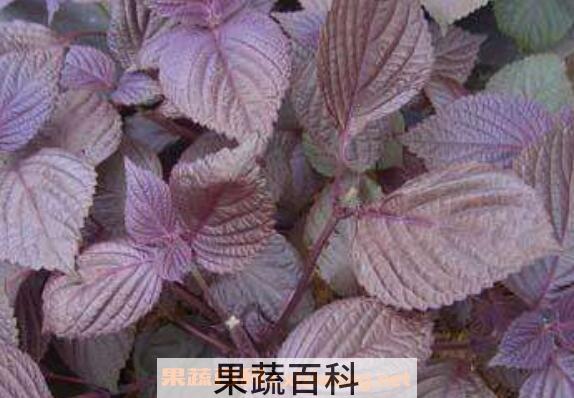 紫苏叶粉的功效与作用