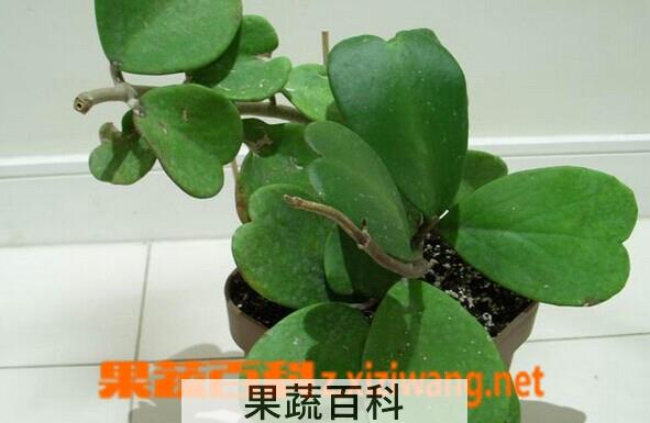 果蔬百科心叶球兰