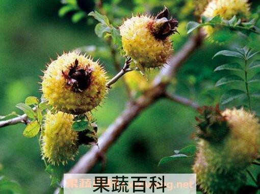 刺梨果的功效与作用有哪些