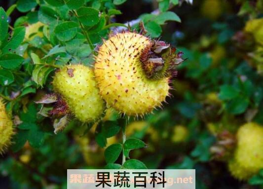 刺梨果的功效与作用有哪些