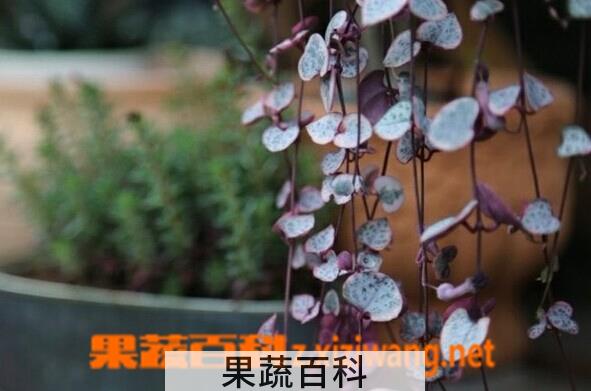 果蔬百科爱之蔓