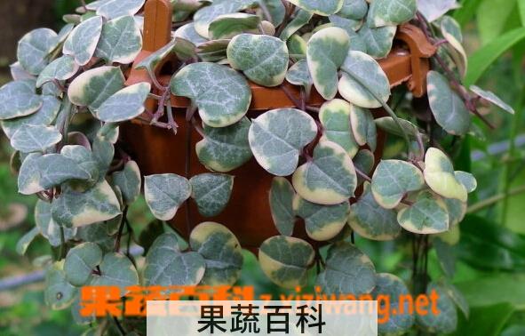 果蔬百科花叶爱之蔓