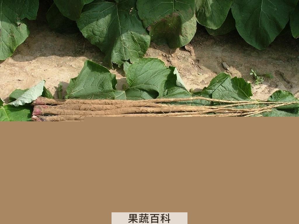 果蔬百科牛蒡