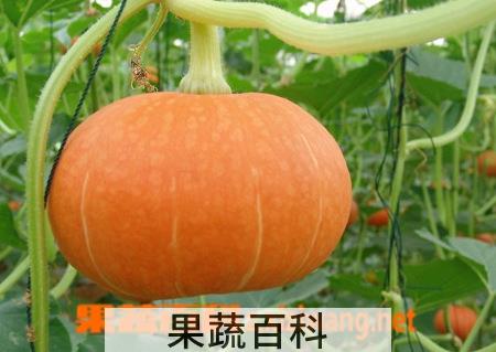 果蔬百科南瓜