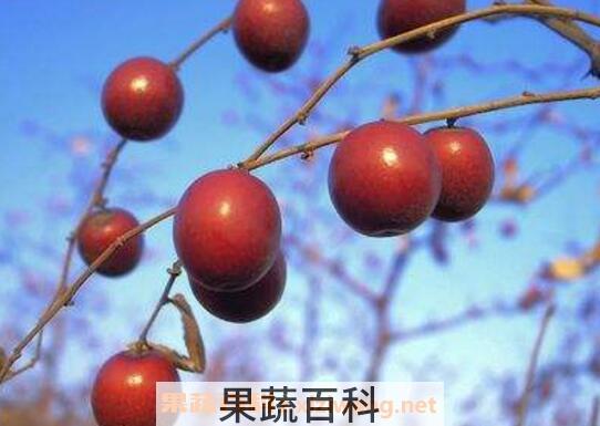 山枣泡水喝有什么作用