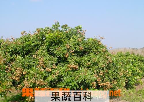 果蔬百科龙眼
