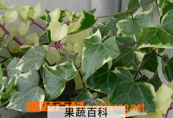 果蔬百科金玉菊