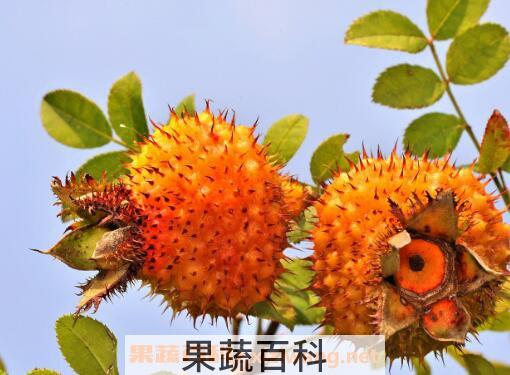 野生刺梨的功效和作用