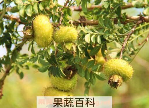 野生刺梨的功效和作用