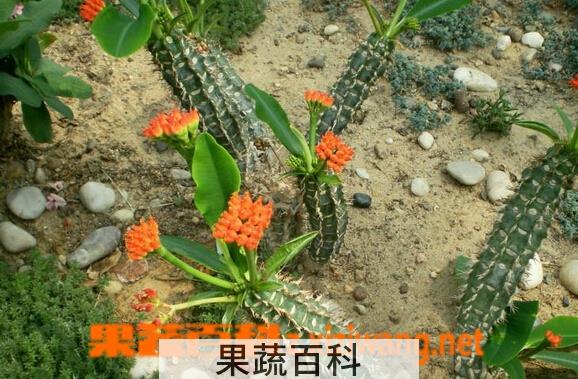 果蔬百科喷火龙