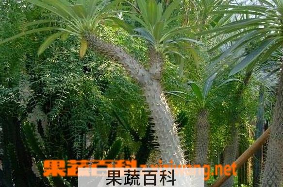 果蔬百科棒棰树