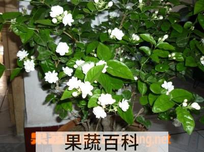 果蔬百科茉莉花