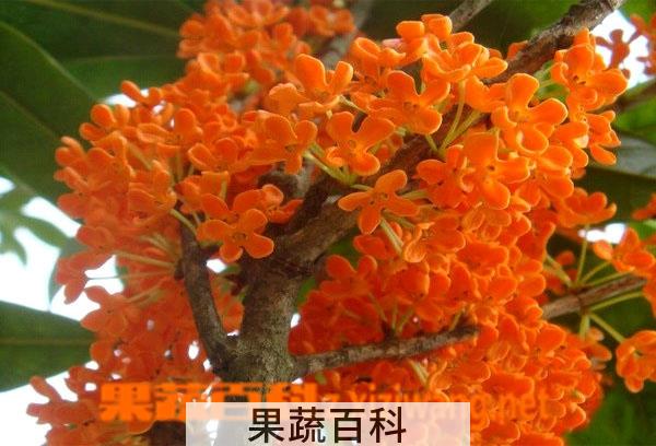 果蔬百科桂花树