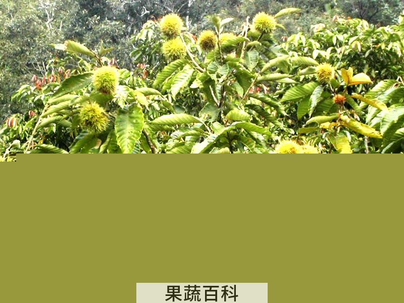 果蔬百科栗子