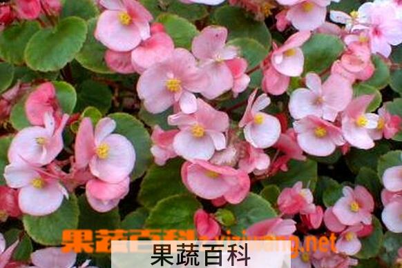 果蔬百科四季海棠