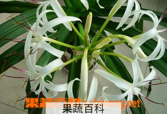 果蔬百科文殊兰