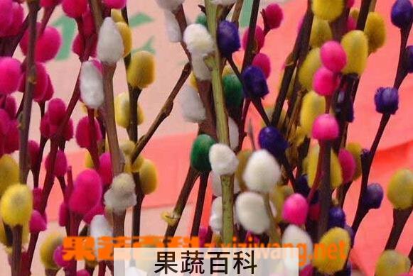 果蔬百科银芽柳