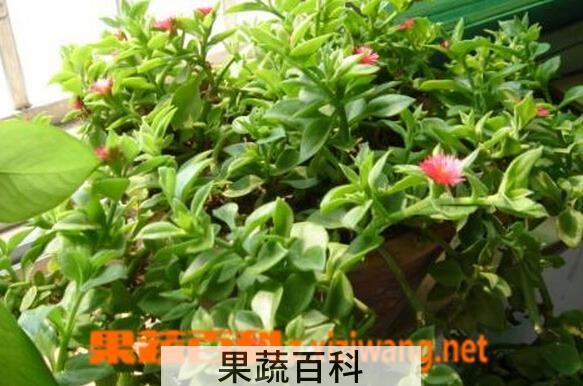 果蔬百科心叶冰花