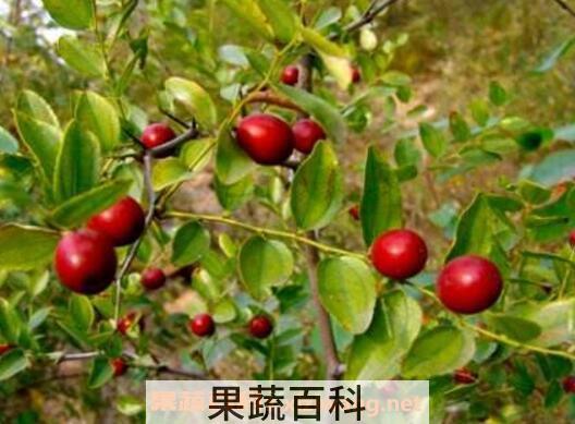 山枣泡酒有什么功效 山枣泡酒的功效与作用