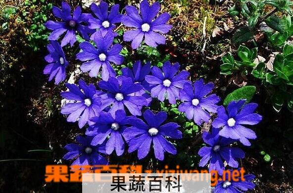 果蔬百科天蓝龙胆