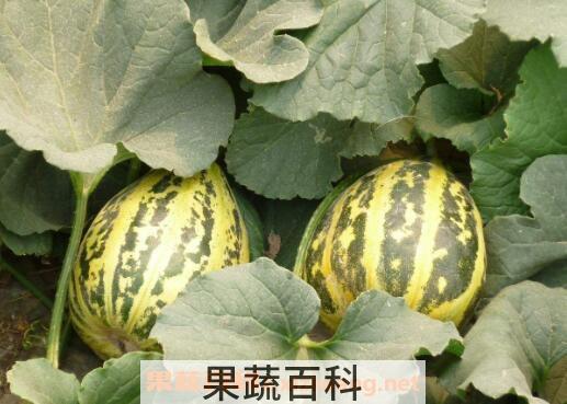 冰糖子甜瓜的功效与作用
