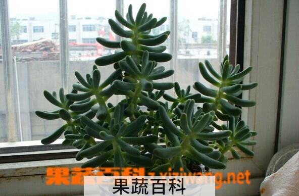 果蔬百科松鼠尾