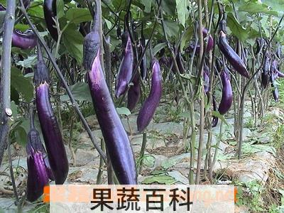 果蔬百科茄子