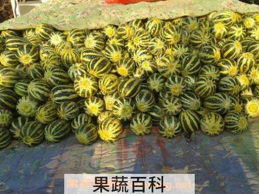 如何挑冰糖子甜瓜 冰糖子甜瓜有什么特点