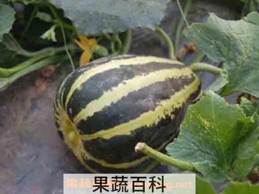 如何挑冰糖子甜瓜 冰糖子甜瓜有什么特点