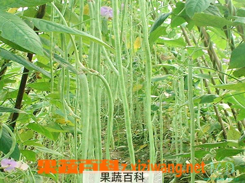 果蔬百科豇豆