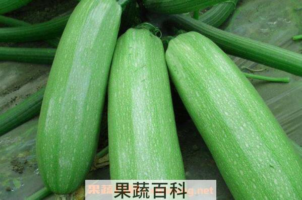 菜瓜的功效与作用