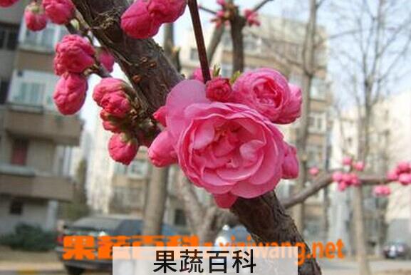 果蔬百科台湾水鸭脚