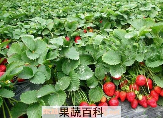 草莓如何种植 草莓的种植方法