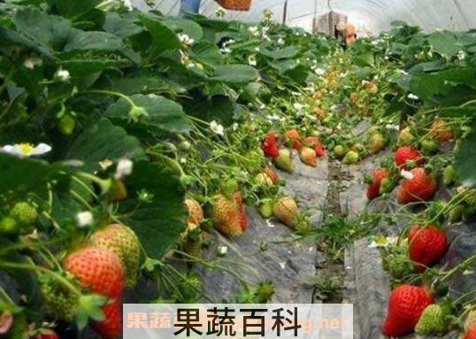 草莓如何种植 草莓的种植方法