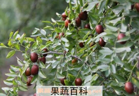 野山枣泡水喝的功效
