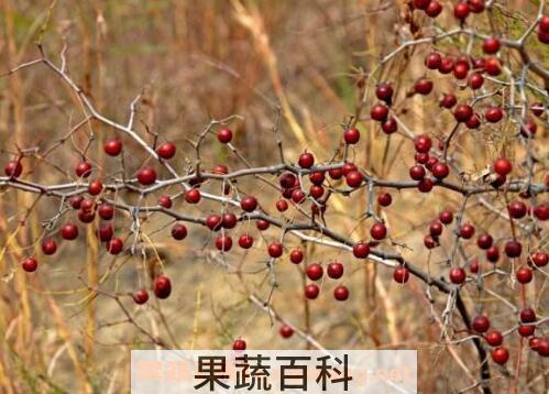 野山枣泡水喝的功效
