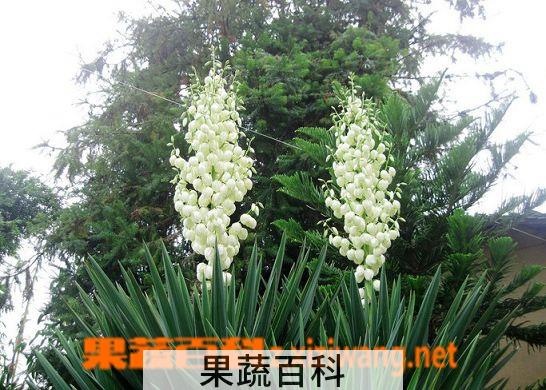 果蔬百科剑麻
