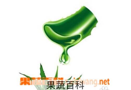 果蔬百科 芦荟胶