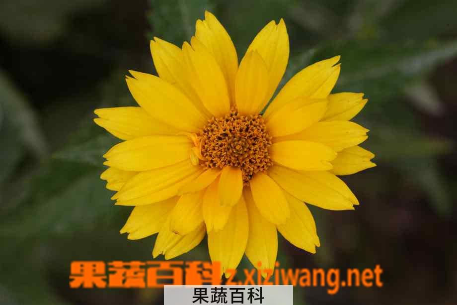 果蔬百科黄花