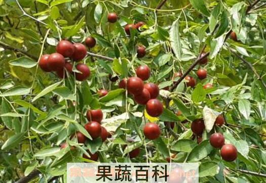 山枣的功效与作用